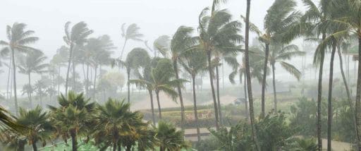 Hurricane-Gale-Force-Winds-in-Florida-near-homes-palm-trees