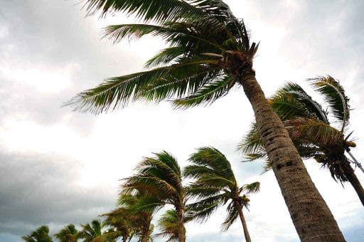 Hurricane-Winds-Palm-Trees-Florida
